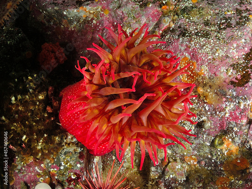 White spotted rose anemone photo