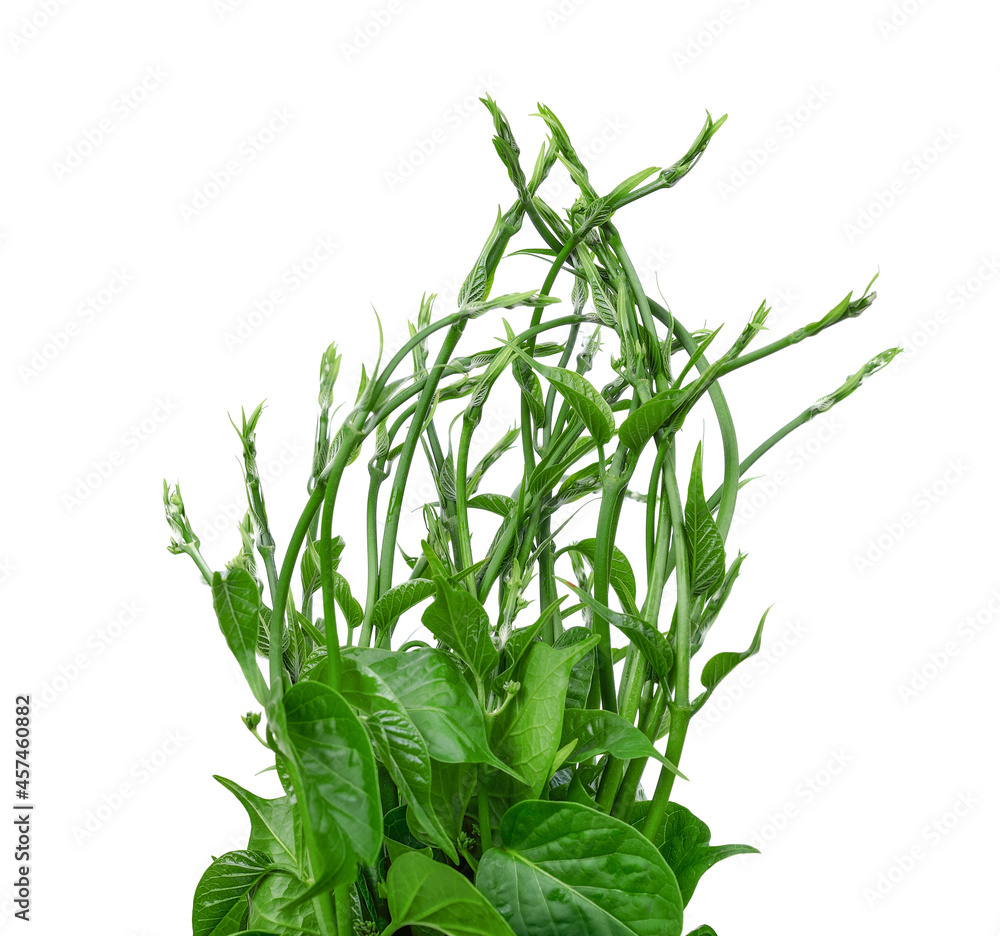 Gumnema inodorum (Lour.) Decne., Drug treatment for diabetes on white Gumnema inodorum (Lour.) Decne., Drug treatment for diabetes on white