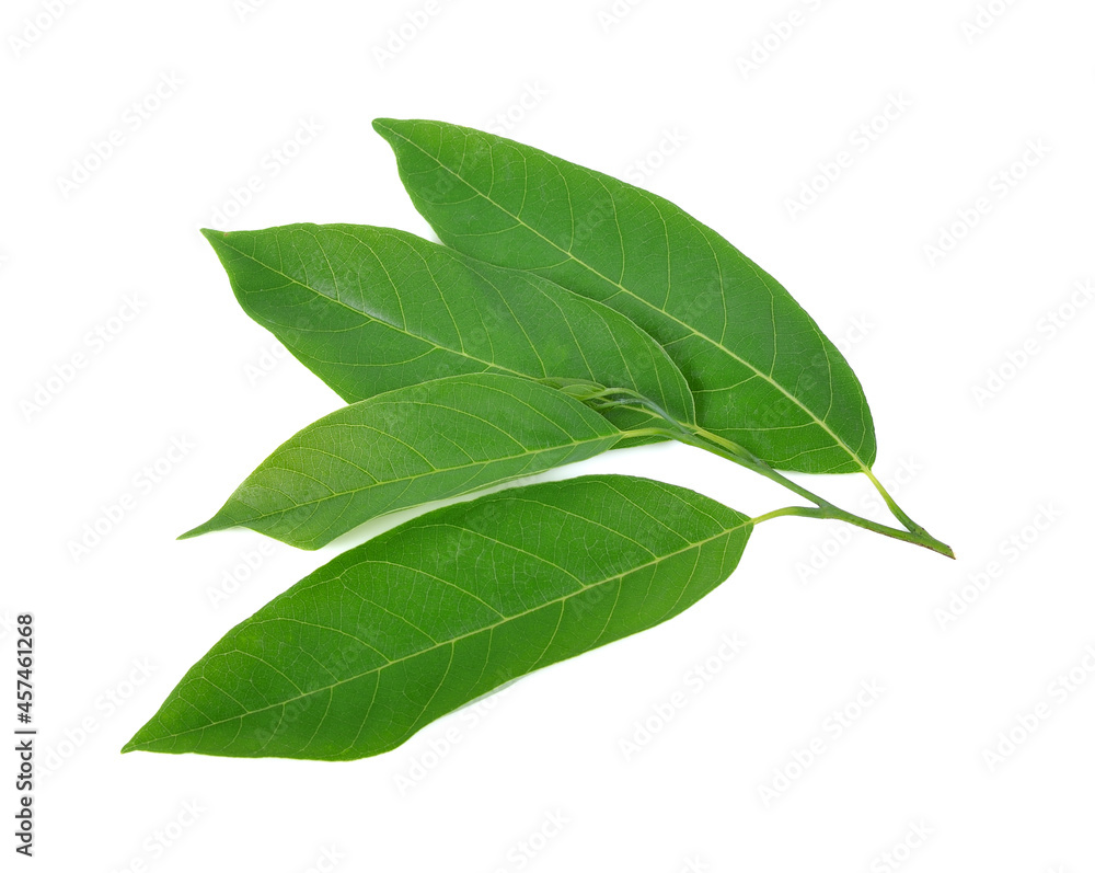 leaf of Sugar Apple isolated on white background leaf of Sugar Apple isolated on white background