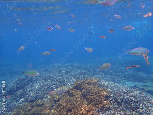 インドネシア レンボンガン島の魚と珊瑚礁