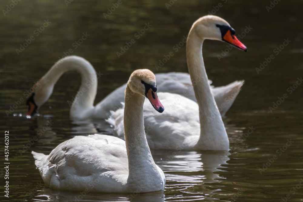 Graceful white Swans swimming in the lake, swans in the wild Graceful white Swans swimming in the lake, swans in the wild