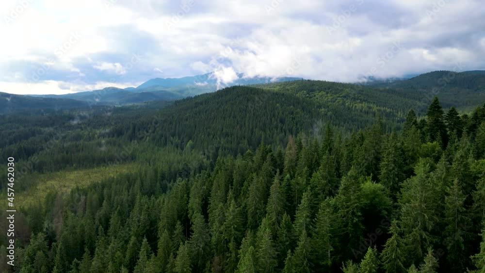 coniferous forest top view flight drone panorama coniferous forest top view flight drone panorama