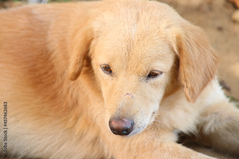 golden retriever portrait