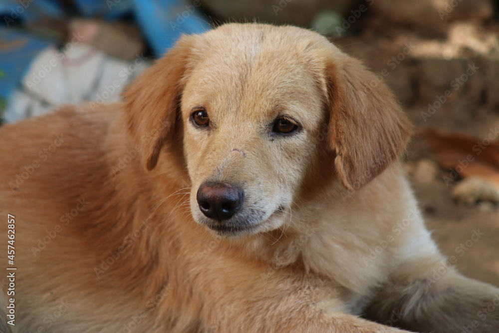 Golden retriever puppy looking for someone