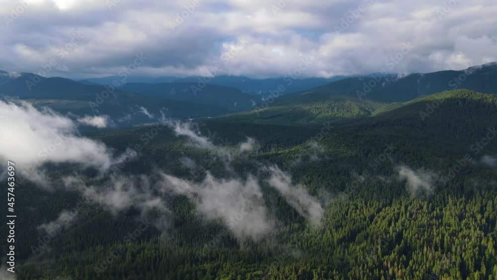 Rainy weather in mountains. Misty fog blowing over pine tree forest. Aerial footage of spruce forest trees on the mountain hills at misty day. Morning fog at beautiful autumn forest. Rainy weather in mountains. Misty fog blowing over pine tree forest. Aerial footage of spruce forest trees on the mountain hills at misty day. Morning fog at beautiful autumn forest.