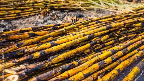Burnt and harvested raw sugar cane on the ground.