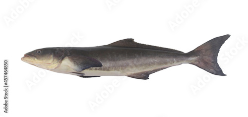 Big cobia fish or lemonfish isolated on white background, Rachycentron canadum