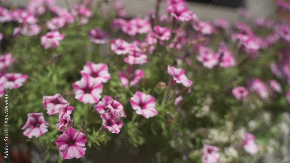 Close Up of a residential flower bed filled with beautiful pink and white petunias in full bloom on a sunny day , Belgium, Europe Close Up of a residential flower bed filled with beautiful pink and white petunias in full bloom on a sunny day , Belgium, Europe