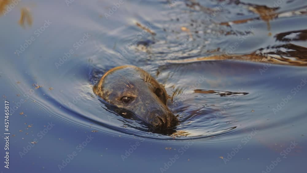 close-up of common seal face, above water surface, swimming, in slowmotion close-up of common seal face, above water surface, swimming, in slowmotion