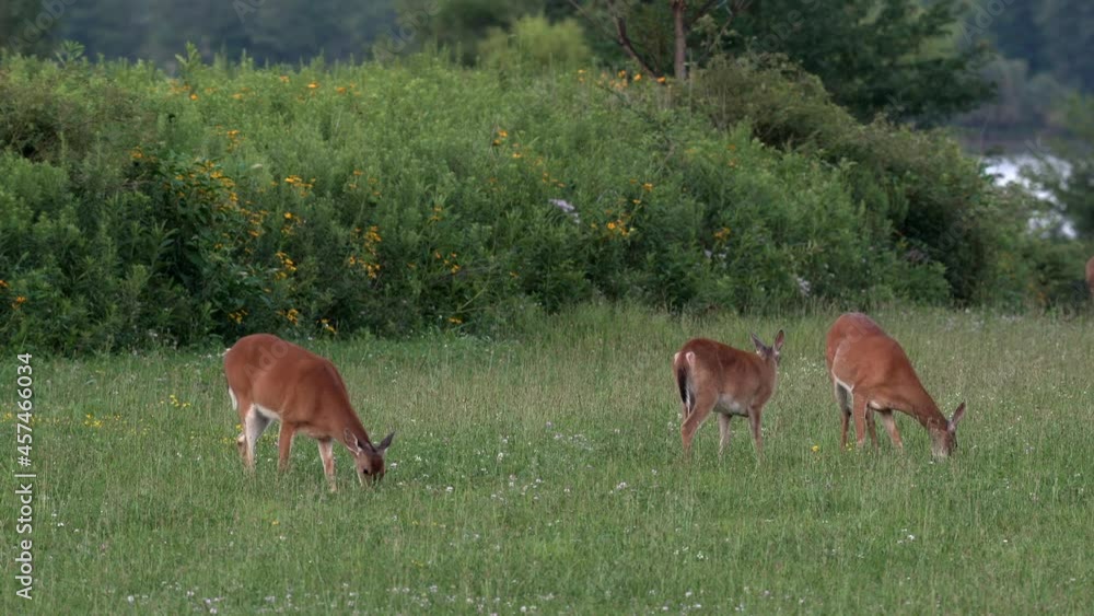 White-tailed deer feeding in a grassy field in the late evening light. White-tailed deer feeding in a grassy field in the late evening light.