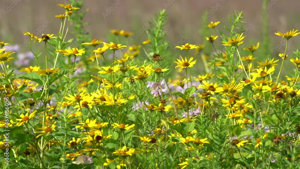 A patch of daisies, asters, allies and other wildflowers in a grassy field blowing in the breeze with some bees flying around. A patch of daisies, asters, allies and other wildflowers in a grassy field blowing in the breeze with some bees flying around.