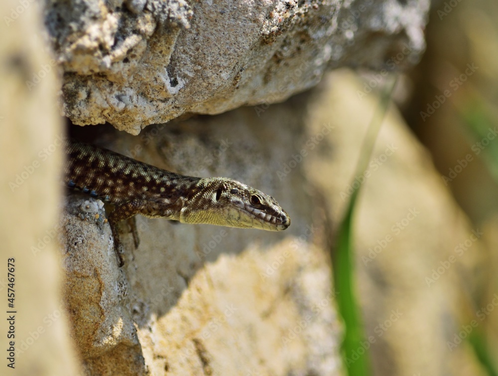 Obraz premium Mauereidechse (Podarcis muralis)