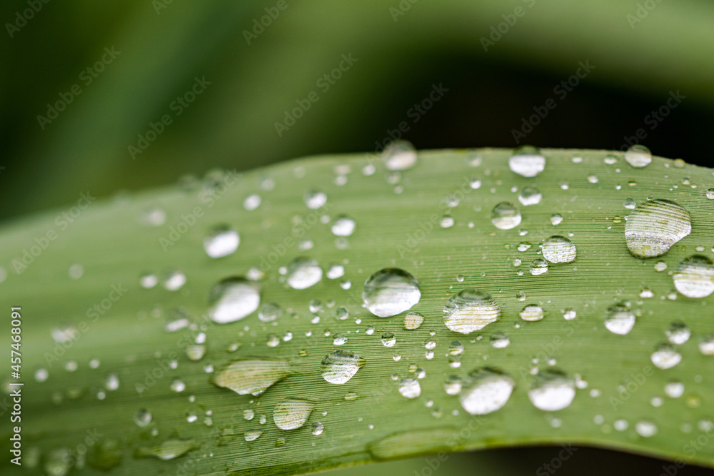 a collection of macro water droplets on a leaf after a thunder storm  