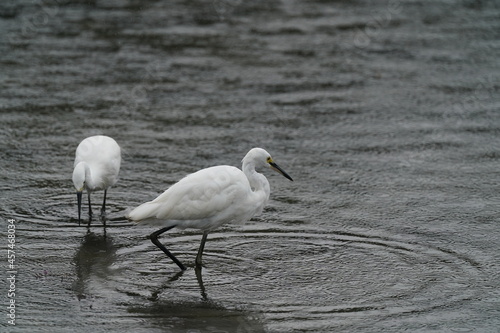 egret in the rainy pond