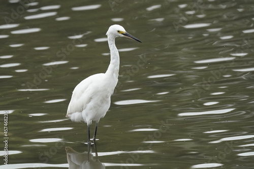 egret in the rainy pond