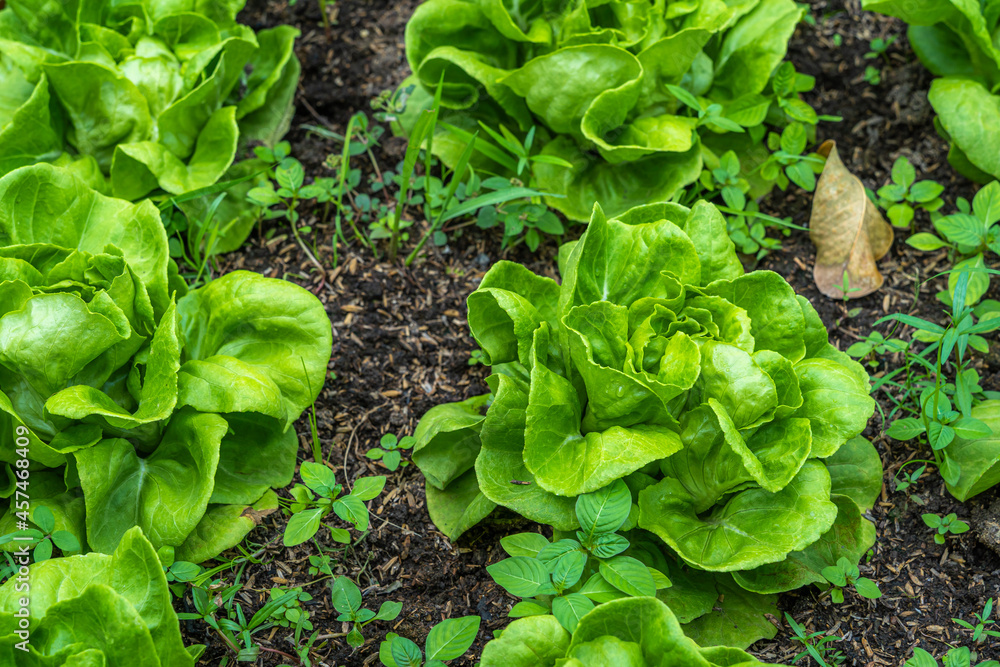 Beautiful organic green Butterhead lettuce or Salad vegetable garden on the soil growing,Harvesting Agricultural Farming. Beautiful organic green Butterhead lettuce or Salad vegetable garden on the soil growing,Harvesting Agricultural Farming.
