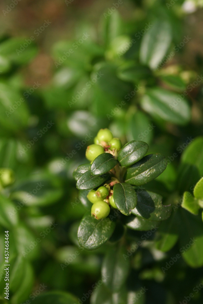 Green Cowberry or Fowberry bush with unripe green fruits in the garden. Vaccinium vitis-idaea bush with berries Green Cowberry or Fowberry bush with unripe green fruits in the garden. Vaccinium vitis-idaea bush with berries