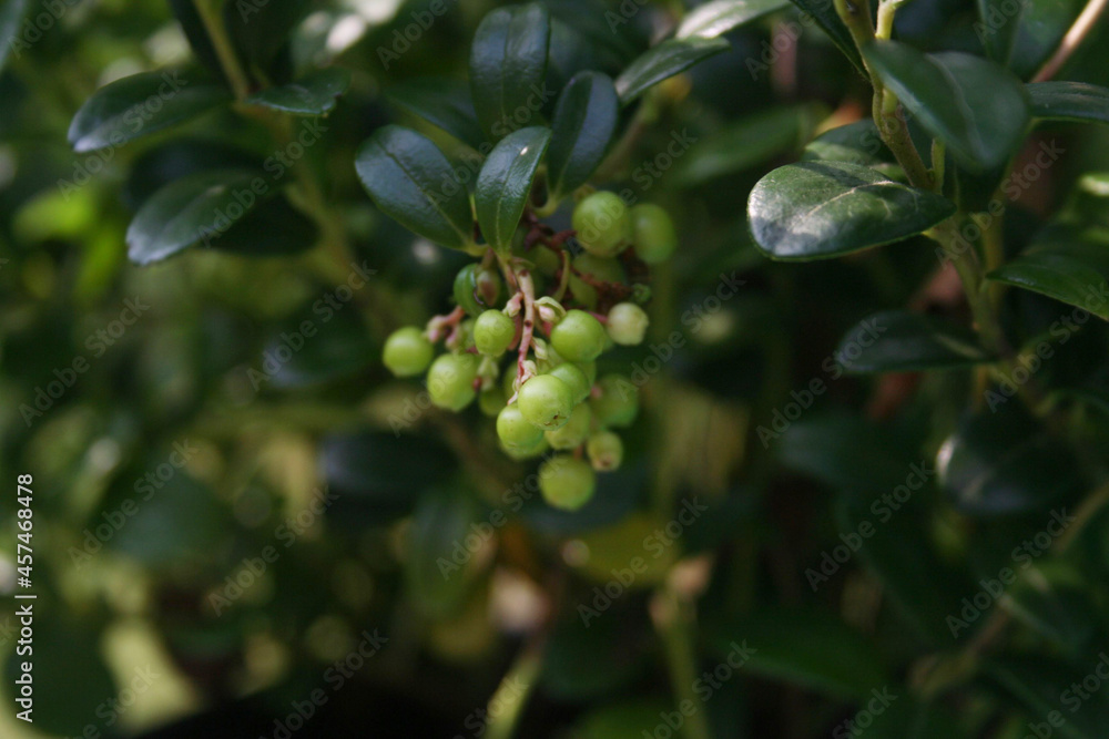Green Cowberry or Fowberry bush with unripe green fruits in the garden. Vaccinium vitis-idaea bush with berries Green Cowberry or Fowberry bush with unripe green fruits in the garden. Vaccinium vitis-idaea bush with berries