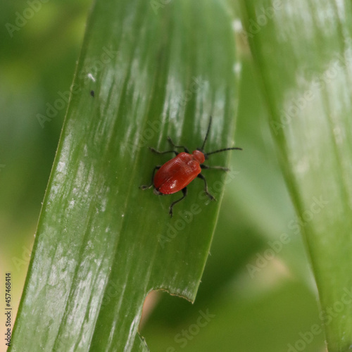  Lilioceris lilii insect on a green Lily leaf. Red lilies beetle on a plant