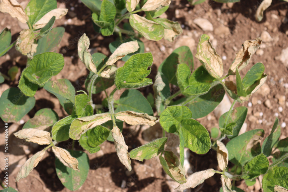 Close-up of Soybean field damaged by herbicide on springtime in the italian countryside Close-up of Soybean field damaged by herbicide on springtime in the italian countryside