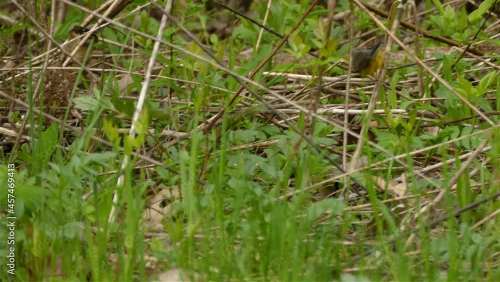 Female Canada Warbler hopping around branches in thick bush, small bird Female Canada Warbler hopping around branches in thick bush, small bird