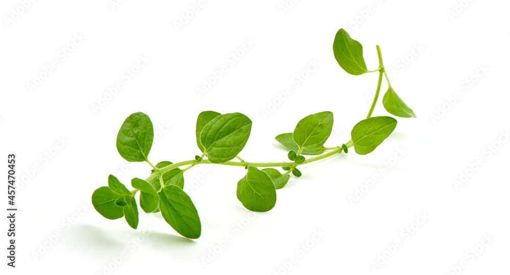Obraz premium Sweet marjoram herb, fresh condiments, isolated on white background.