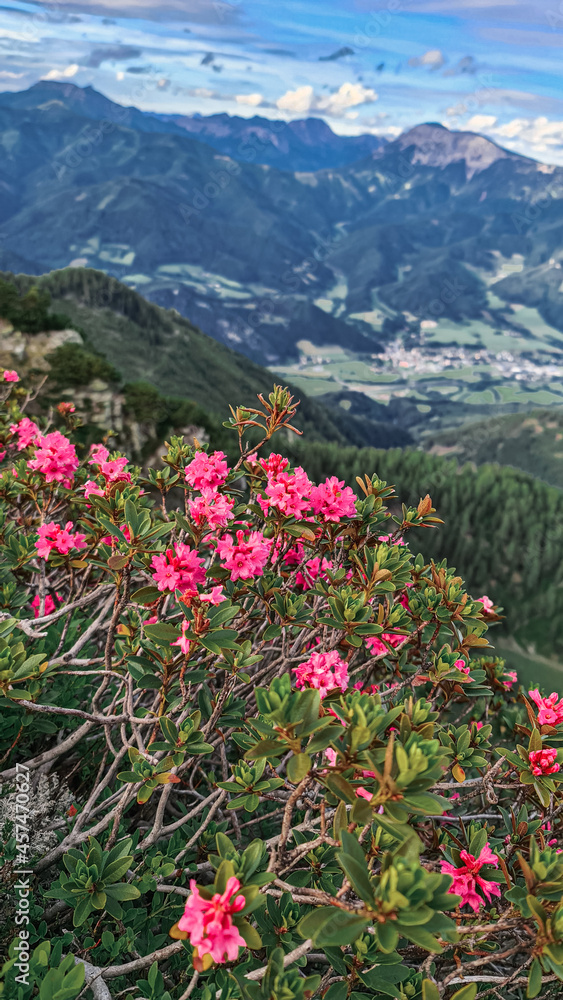 Fototapeta premium flowers on the mountain