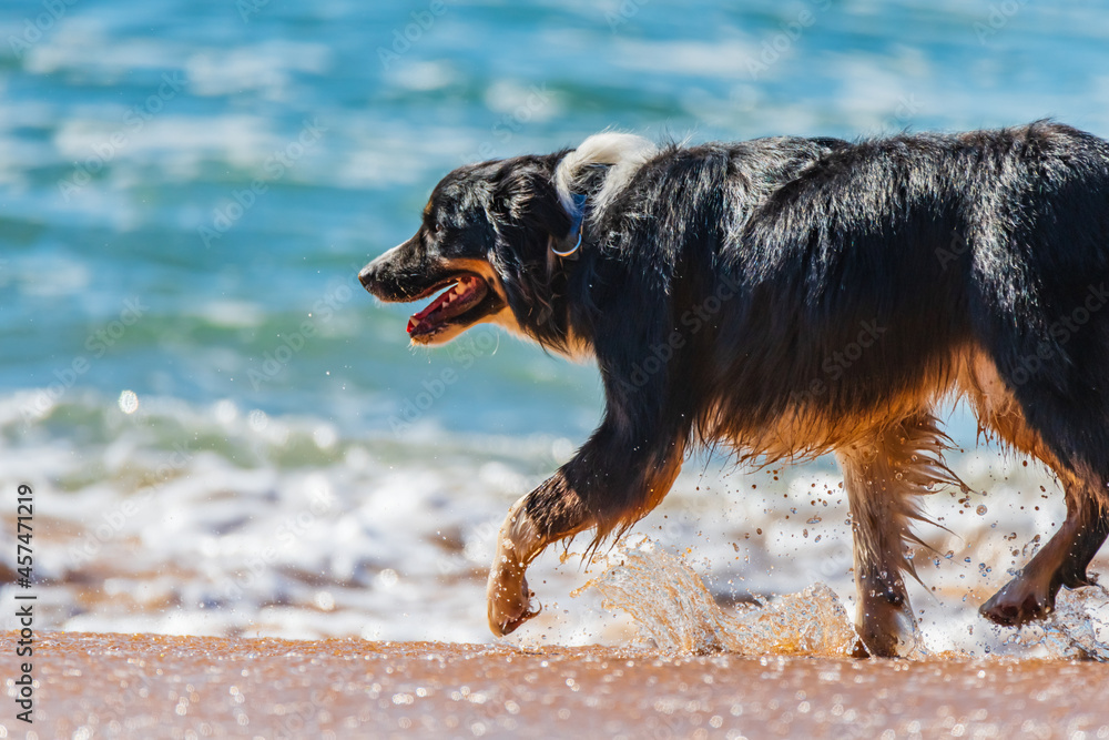 Border Collie enjoying a splash at the beach