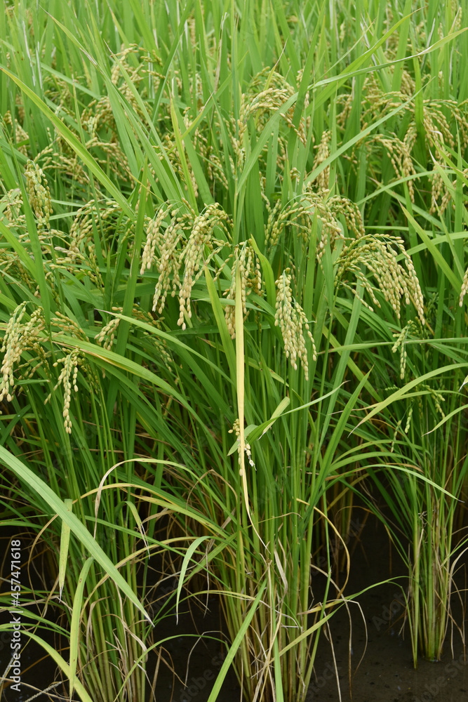 Fototapeta premium 収穫間近な稲穂 鹿児島県 出水平野