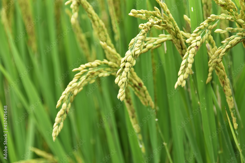 収穫間近な稲穂　鹿児島県　出水平野