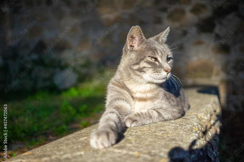 Grey Cat Lounging in the Sun Grey Cat Lounging in the Sun