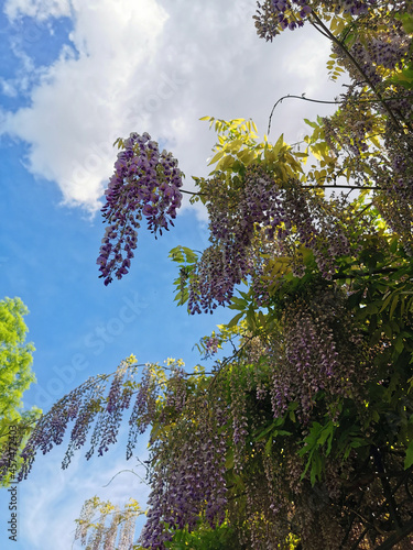 Beautiful morning light in public park, purple flower and blue sky