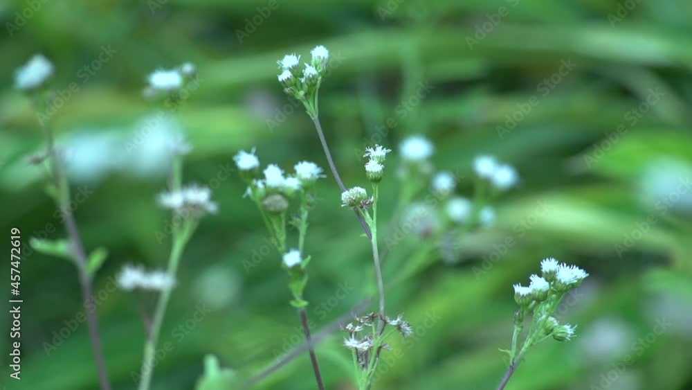 Close Up Slow Motion of Unbloomed Wild Little White Flowers 'Stellaria holostea' (rabelera holostea, known as greater stitchwort, greater starwort, and addersmeat) in Green Meadow Grass Close Up Slow Motion of Unbloomed Wild Little White Flowers 'Stellaria holostea' (rabelera holostea, known as greater stitchwort, greater starwort, and addersmeat) in Green Meadow Grass