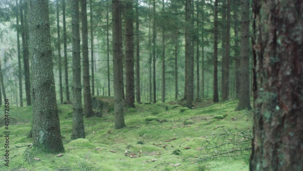 pinewood moss bed early morning rack focus pinewood moss bed early morning rack focus