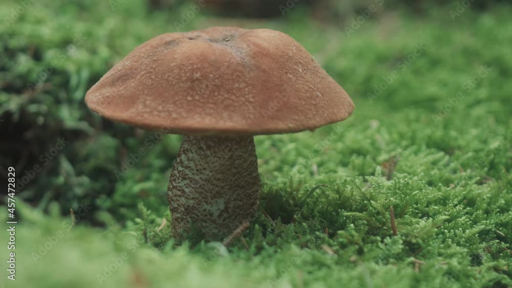Mushroom in the green moss Mushroom in the green moss