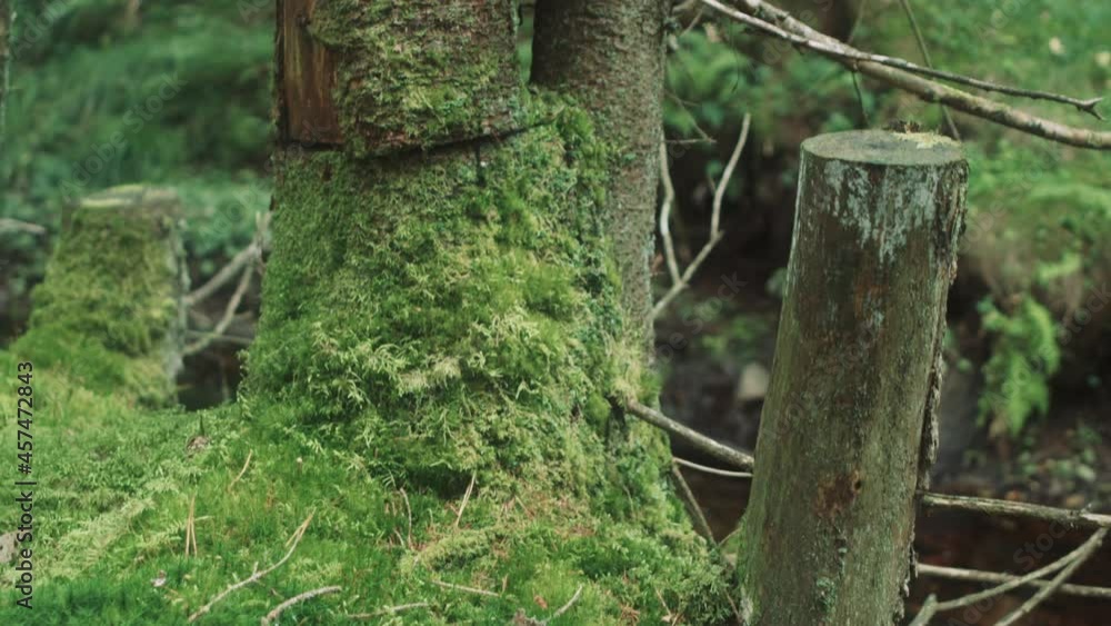 A cut tree in the forest slow tilt A cut tree in the forest slow tilt