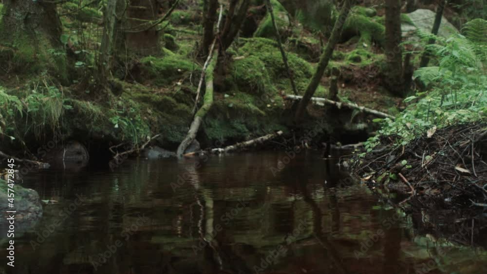 Moving through nordic forest water stream Moving through nordic forest water stream