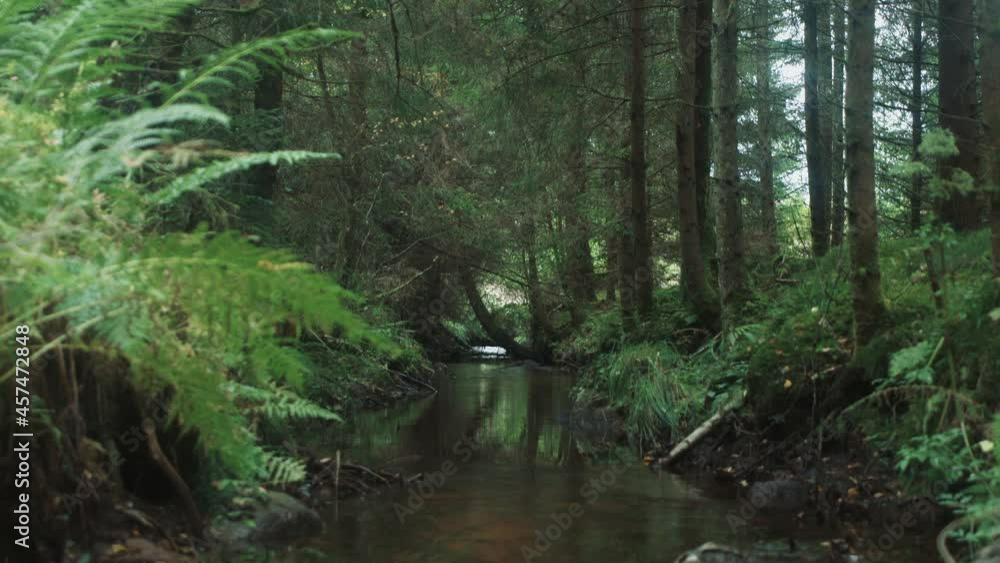 magical nordic pinewood forest stream slow zoom relaxing magical nordic pinewood forest stream slow zoom relaxing