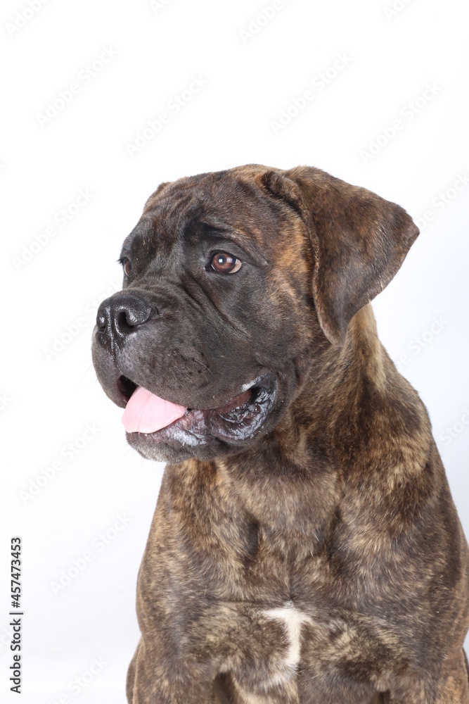 portrait of a brindle bullmastiff puppy