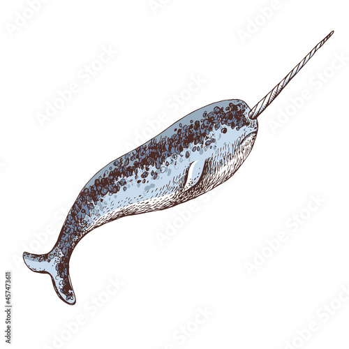 Hand drawn illustration of arctic narwhal