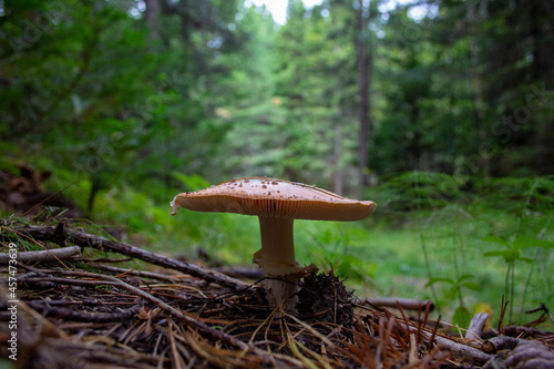 Mushroom in the autumn Siberian forest. A large mushroom grows in the autumn forest in Siberia.