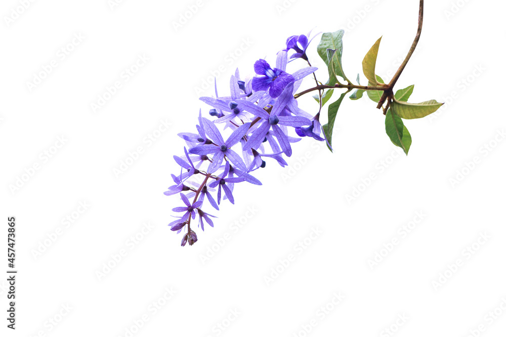Purple Wreath flowers isolated on white background. (Petrea volubilis L, Sandpaper vine, Queens Wreath ). Purple Wreath flowers isolated on white background. (Petrea volubilis L, Sandpaper vine, Queens Wreath ).