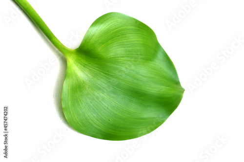 Green leaves of Water Hyacinth, Floating water hyacinth, Java Weed on white background.
