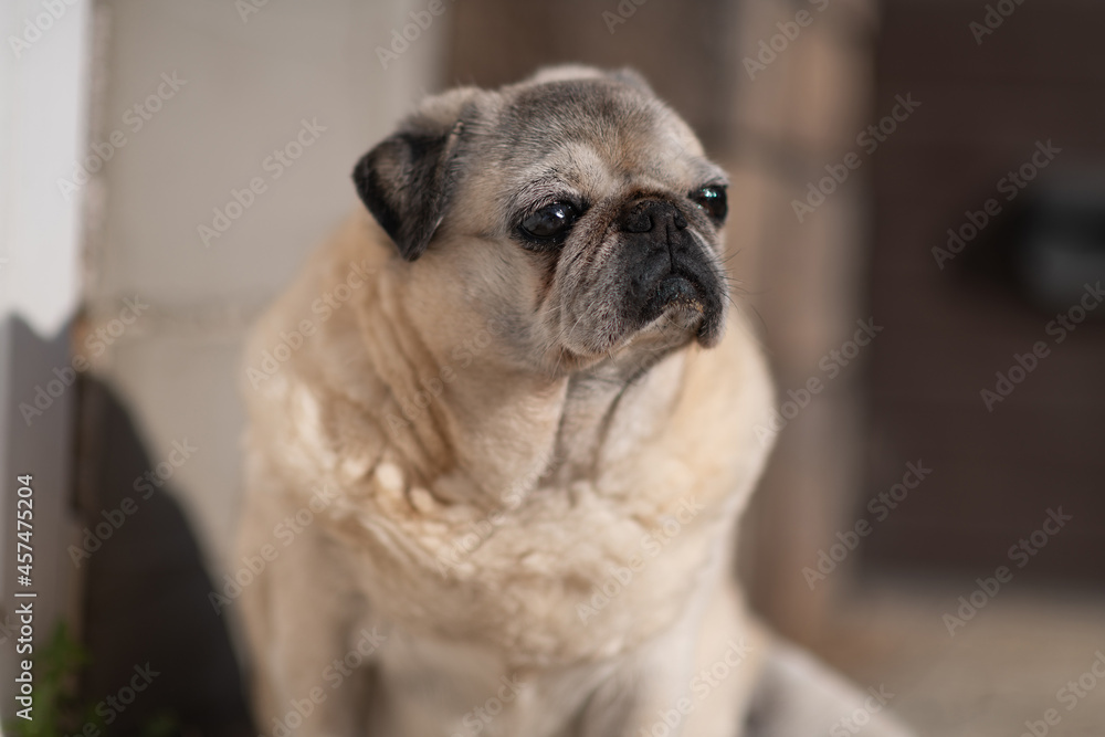 Portrait of a beautiful purebred elderly pug, close-up.