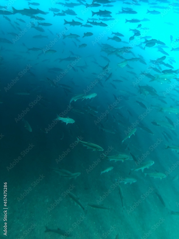 Fototapeta premium 支笏湖