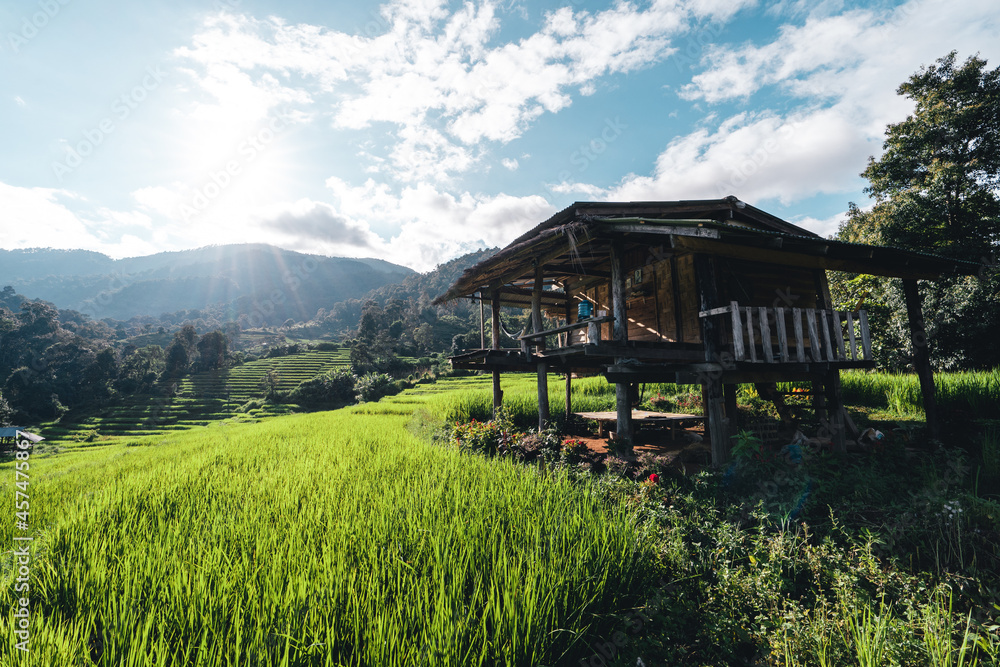 Obraz premium Rice fields on the mountain in the evening