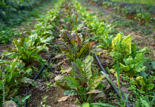 eggplant plants with purple veins in green leaves extend back to the horizon