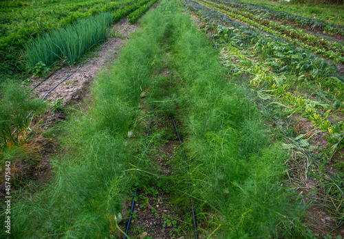 rows of fluffy fennel in an idyllic vegetable garden with irrigation lines