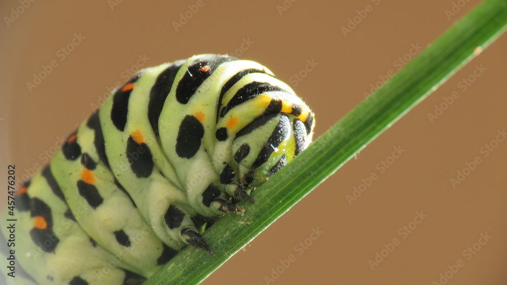Naklejka premium Bruco Papilio Machaon