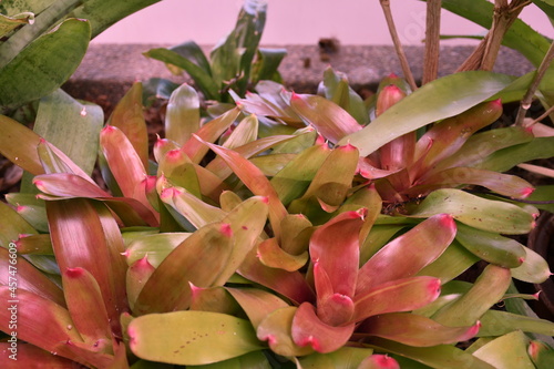 close up of pink flower